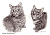 Pencil portrait of cats by David Blackaller